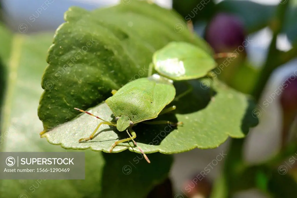 Nezara viridula mating on a leaf of lemon tree