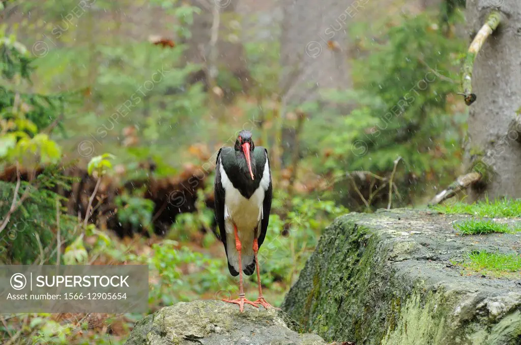 Close-up of a Black Stork (Ciconia nigra) in a forest in spring.