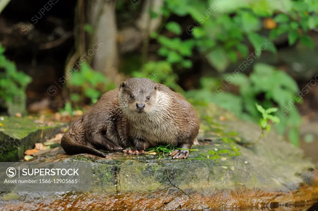 Close-up of a european otter (Lutra lutra) on a stone.