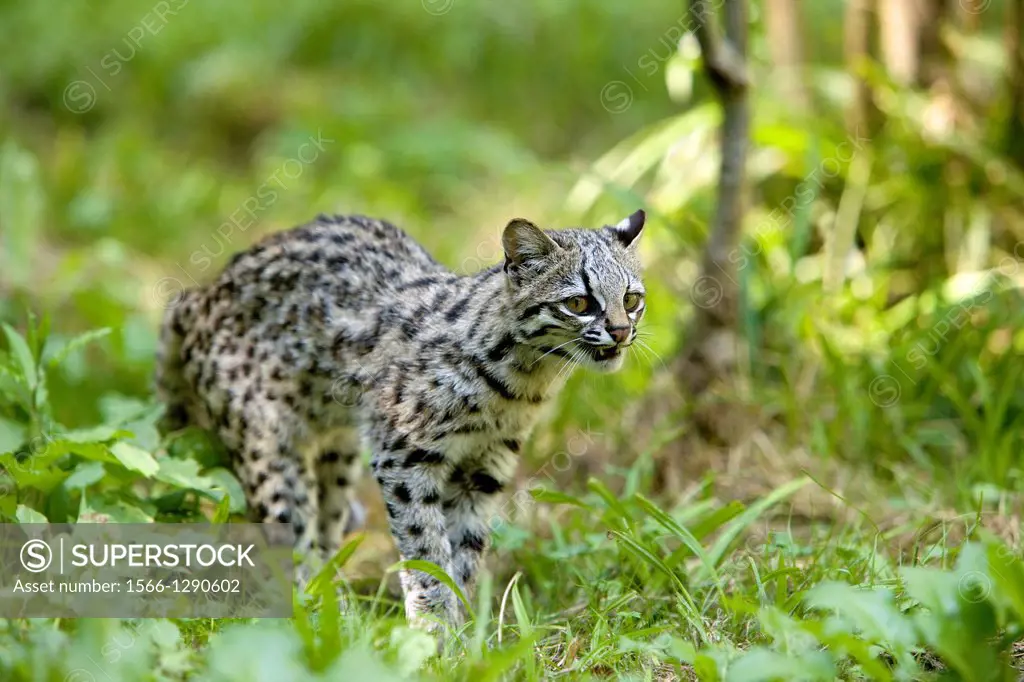 TIGER CAT OR ONCILLA leopardus tigrinus, South America