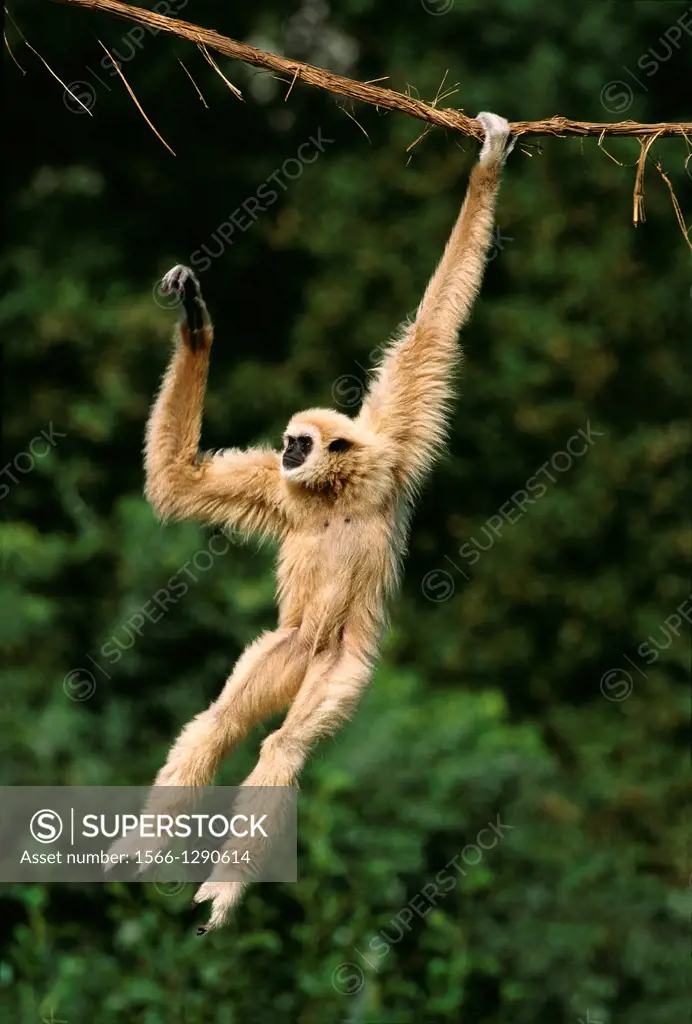 White-Handed Gibbon, hylobates lar, Adult Hanging from Liana, Asia