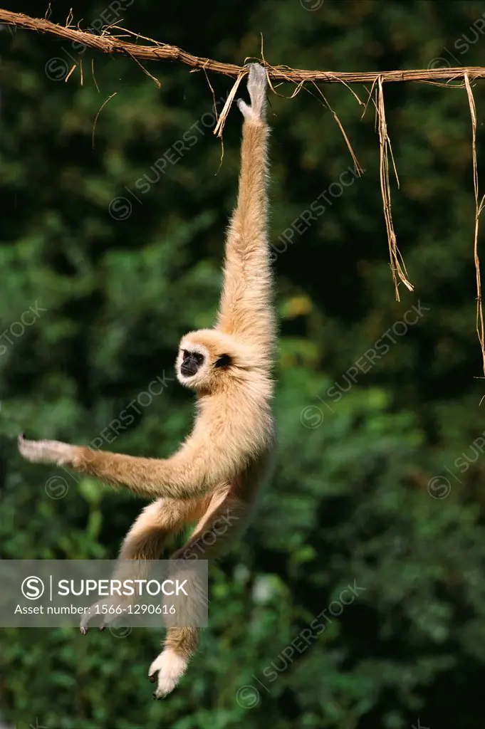 White-Handed Gibbon, hylobates lar, Adult Hanging from Liana, Asia