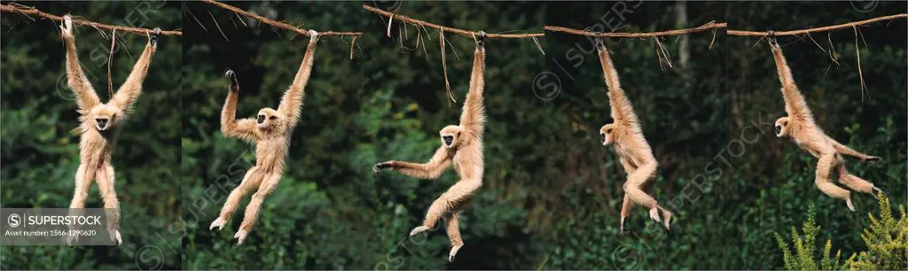 White-Handed Gibbon, hylobates lar, Adult Hanging from Liana, Movement Sequence, Asia