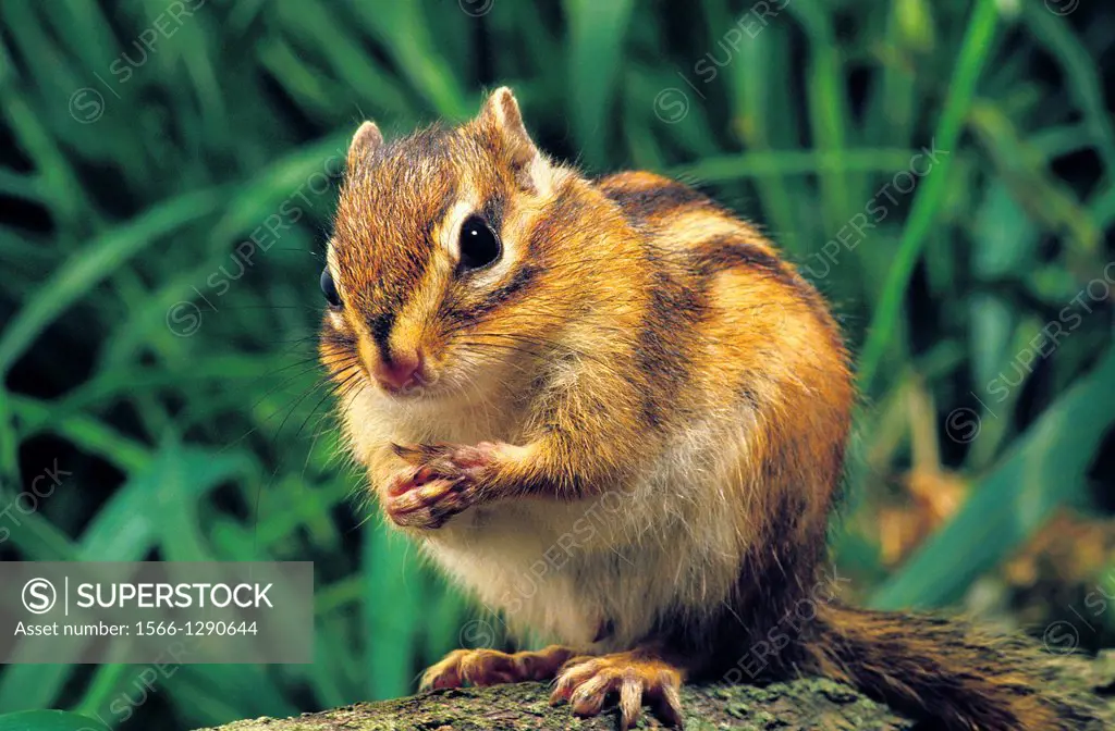 Corean Squirrel, eutamia sibericus, Adult, Asia