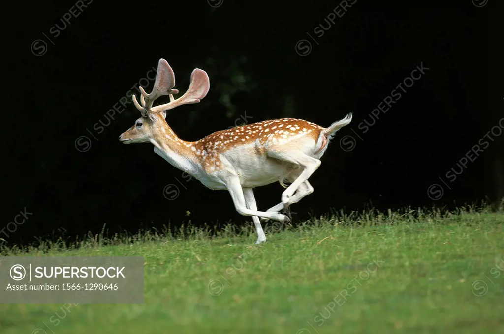 Fallow Deer, dama dama, Male running, Europe