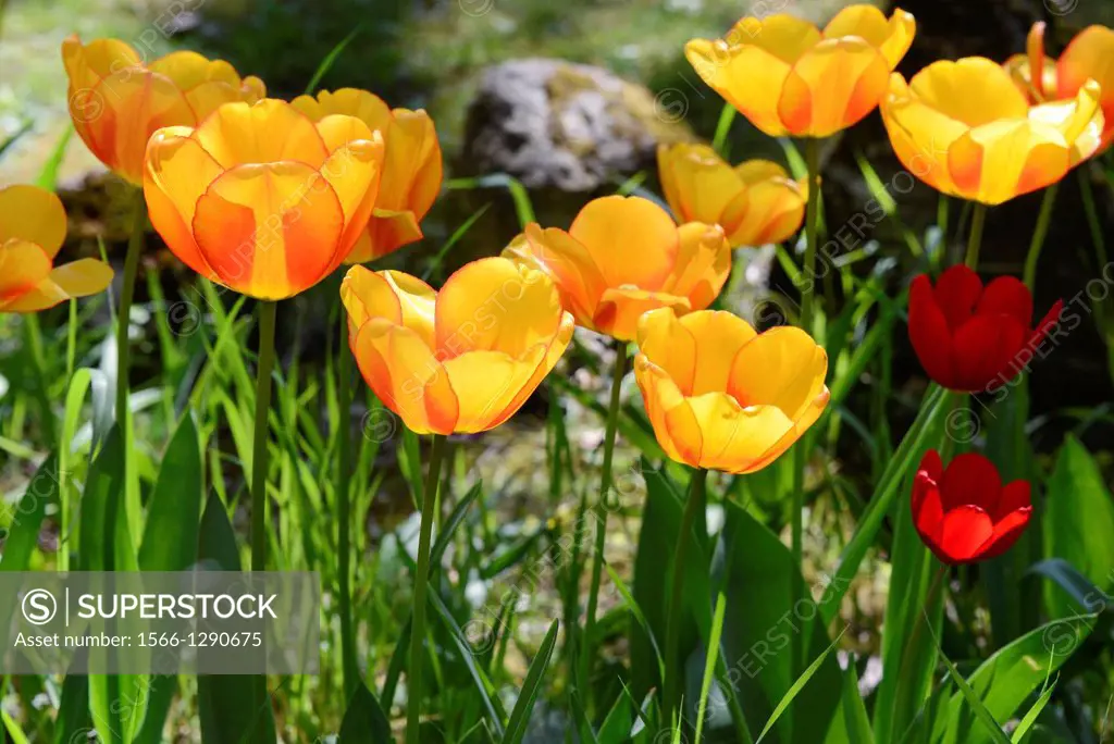 Yellow and red tulips in a garden.