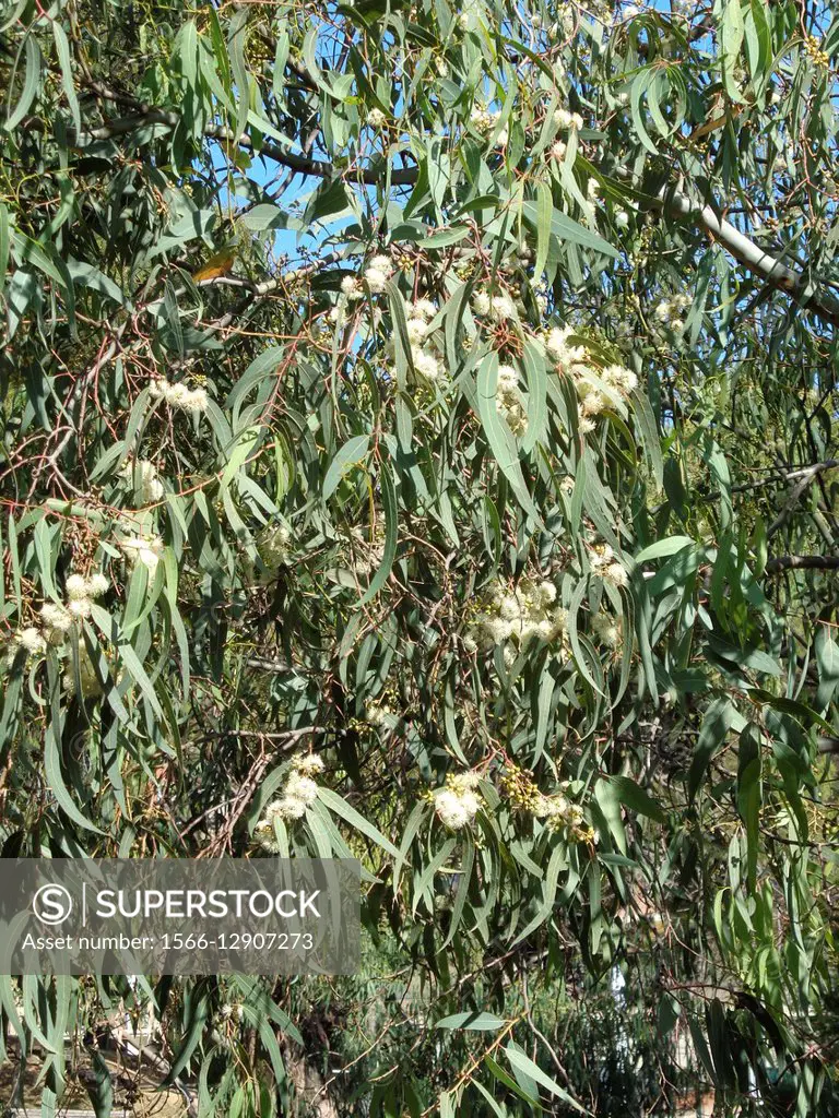 Eucalyptus globulus.