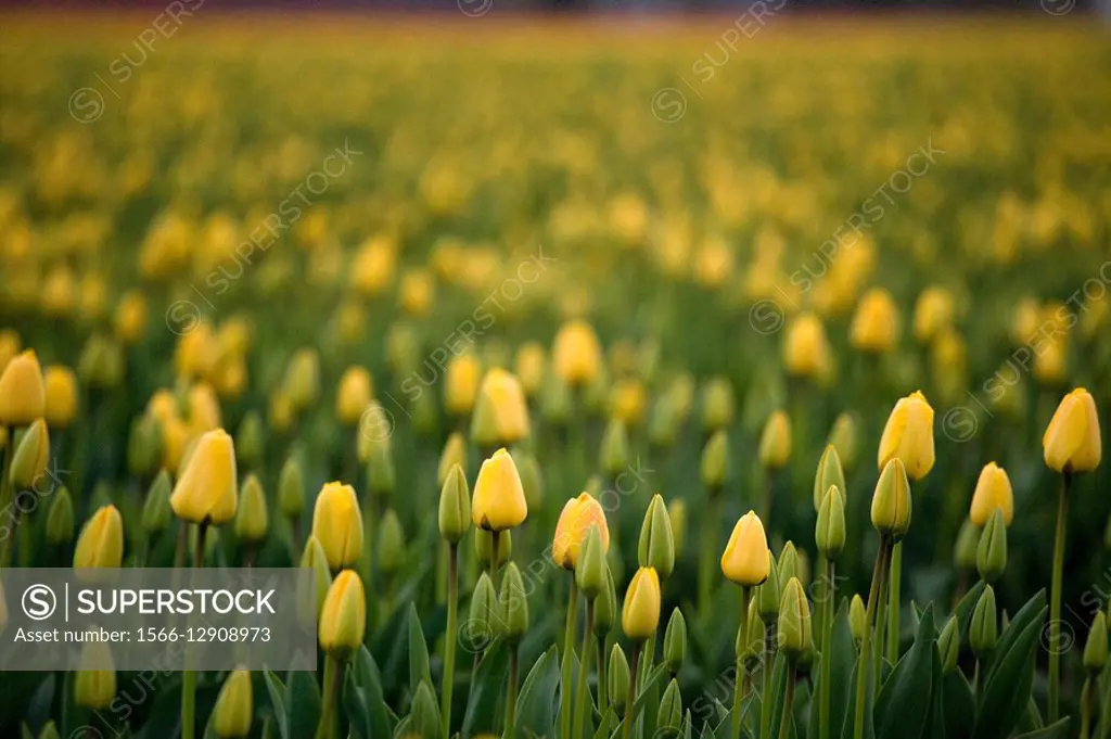 Yellow tulips as far as the eye can see.