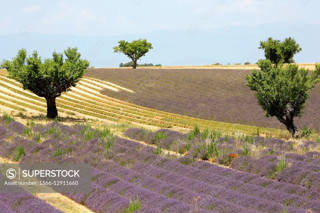 France, Provence, Alpes de Haute-Provence (04), Valensole Plateau, Valensole during the july lavander festival after completion of the crop, lavender ...