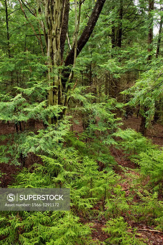 YOUNG FIR AND DECIDUOUS TREES IN TEMPERATE FOREST WEST VIRGINIA USA.