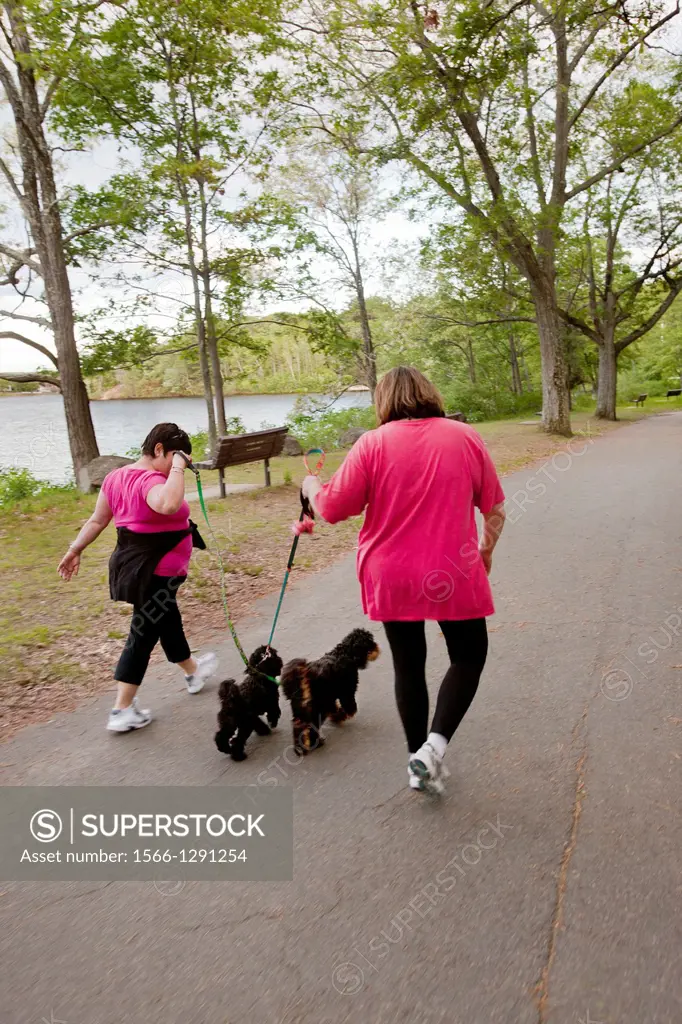 Two overweight women in clashing pink tops walk two small dark miniature poodles on roadway alonside of Horn Pond in Woburn, MA, USA