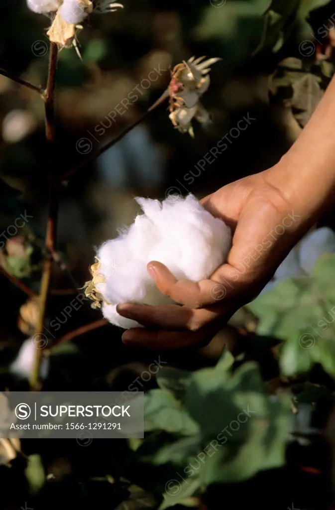 Cotton harvest by Hand; Close up; Kyrgyzstan.