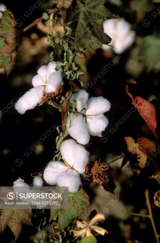 Cotton; Cotton Field; Kyrgyzstan.