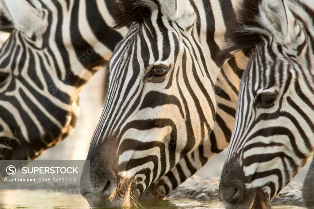 Burchell´s zebra (Equus quagga burchellii) - Andersson´s Camp - near Etosha National Park - Namibia, Africa.