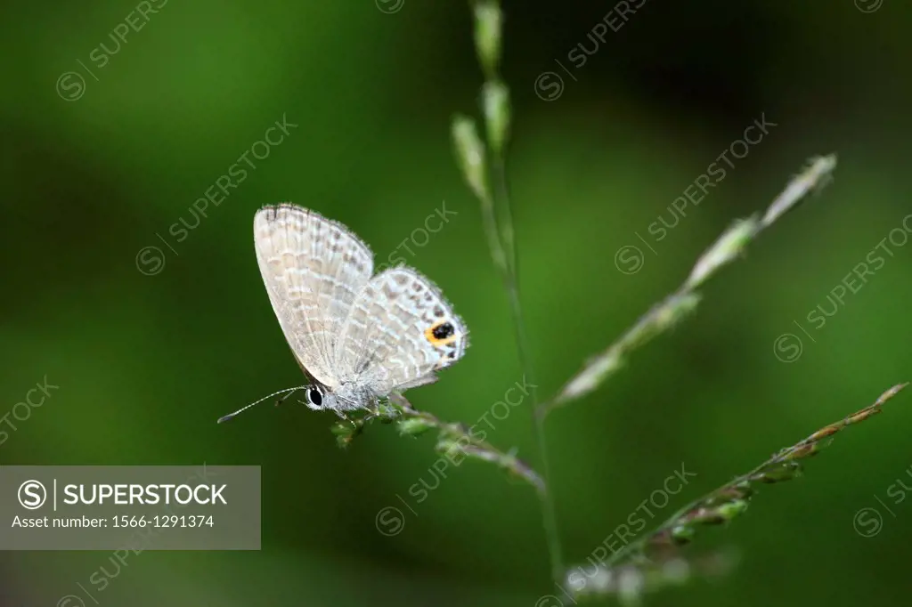 Butterfly Common tit Hypolycaena erylus, Chilades pandava, Borneo