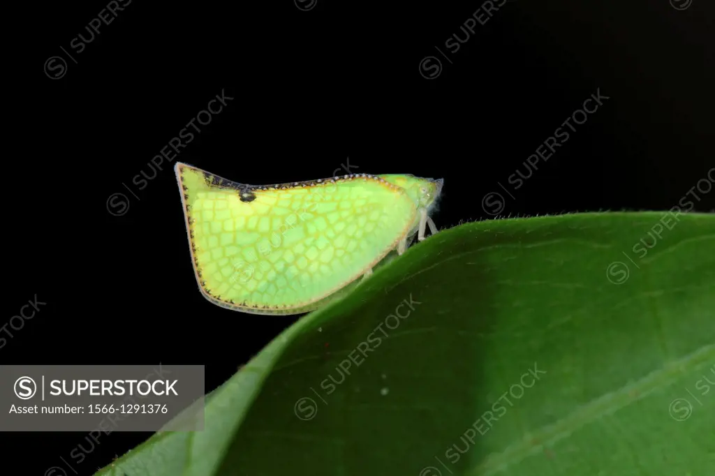 green color Plant hopper, Borneo