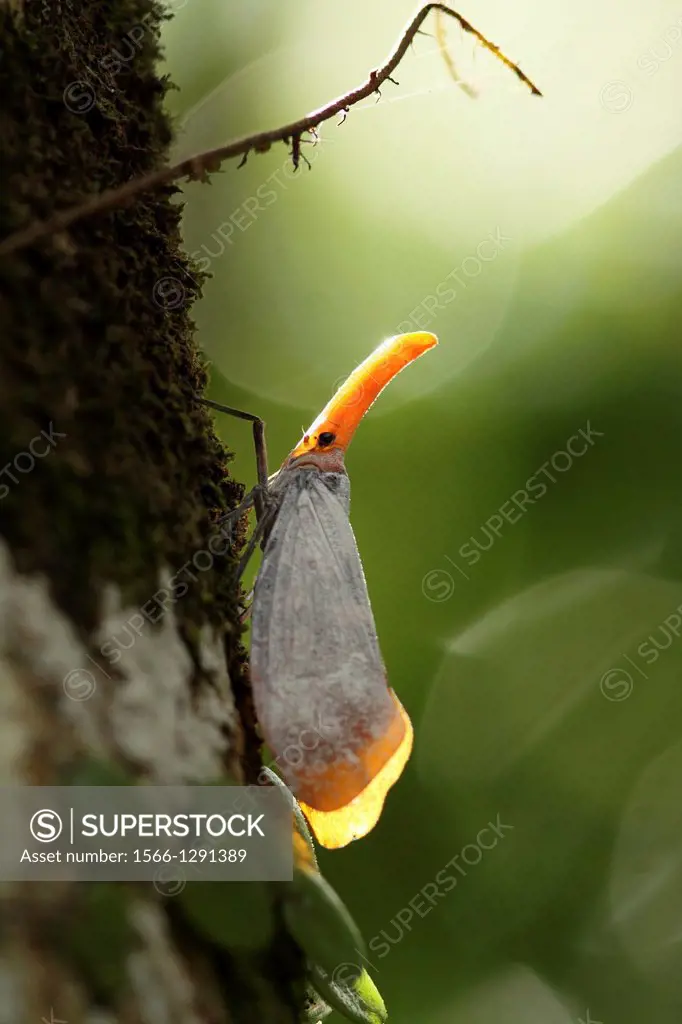 Fulgoridae in borneo, gunung gading national park, lundu, sarawak, Malaysia