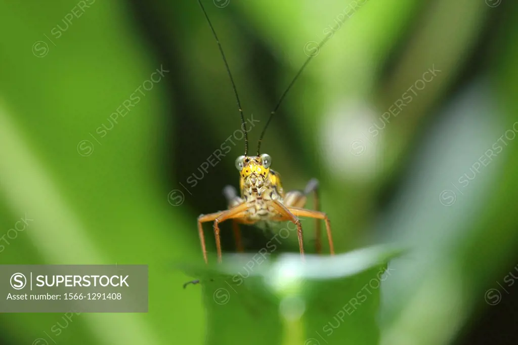 Grass hopper, Borneo