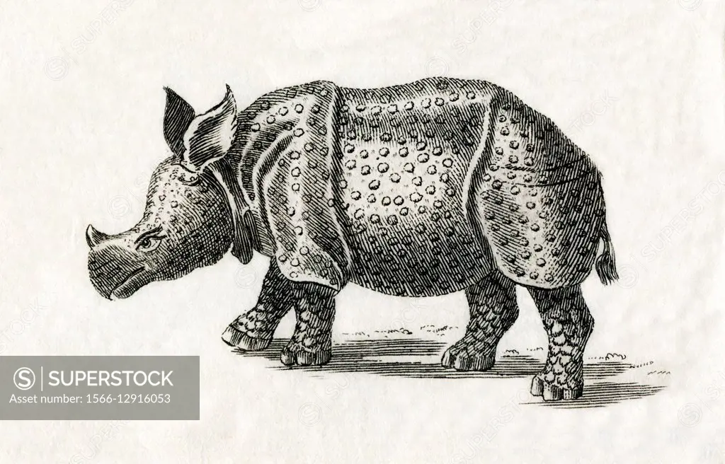 Indian rhinoceros, or greater one-horned rhinoceros, Rhinoceros unicornis. From an 18th century print.