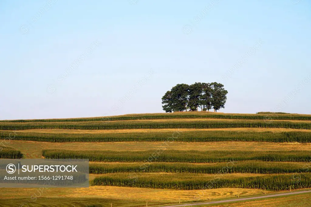 Trees On Top Of Cornfield On Hill Clarion Clarion County Pennsylvania Usa.
