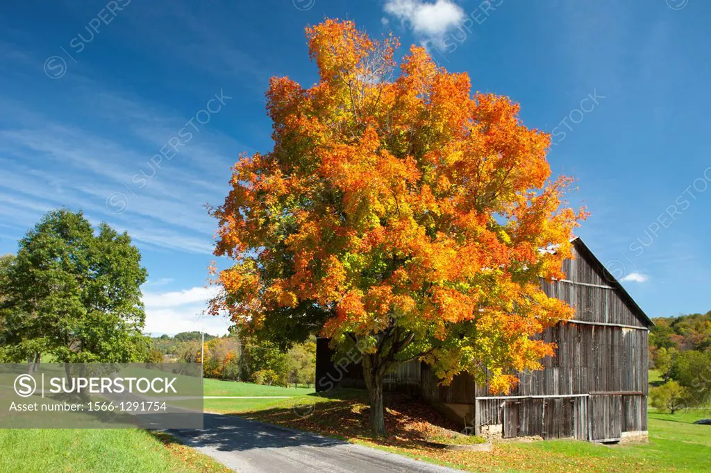 Fall Foliage Country Road Indiana County Pennsylvania Usa.
