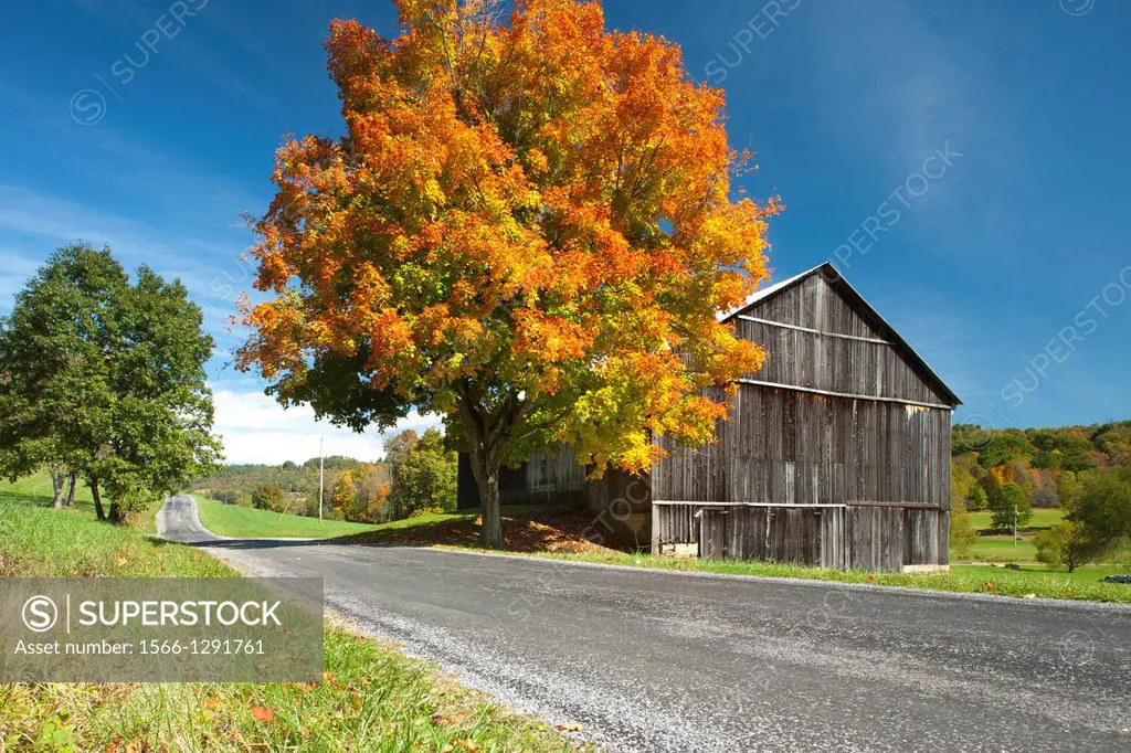 Fall Foliage Country Road Indiana County Pennsylvania Usa.