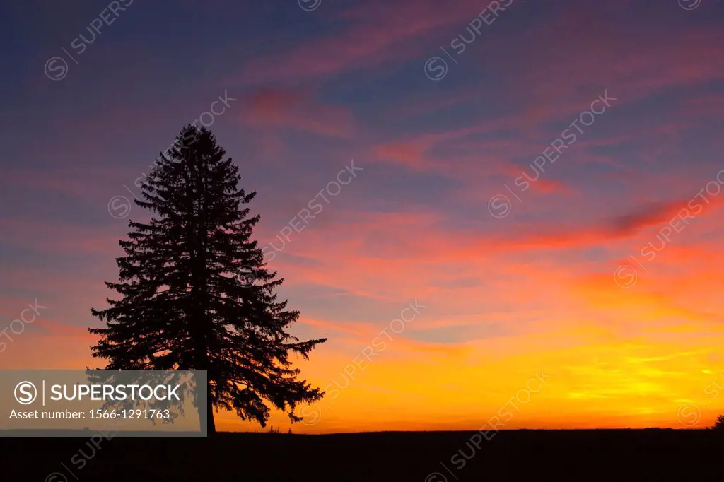 Silhouette Lone Single Pine Tree On Flat Horizon.