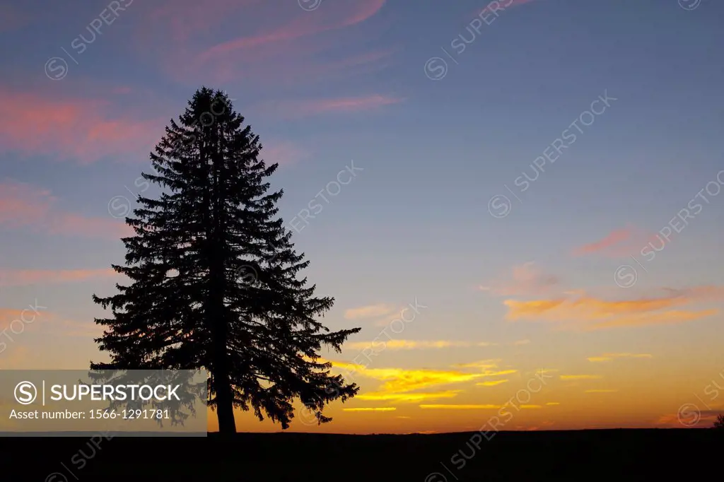 Single Lone Pine Fir Tree Silhouette.