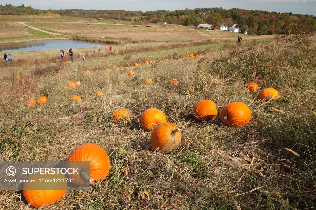 People Picking Pumpkins In Field Shenot Farm Wexford Pennsylvania Usa.