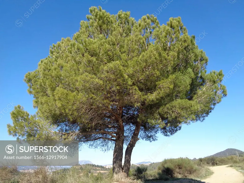 Pine tree (Pinus pinea). Catalonia, Spain.