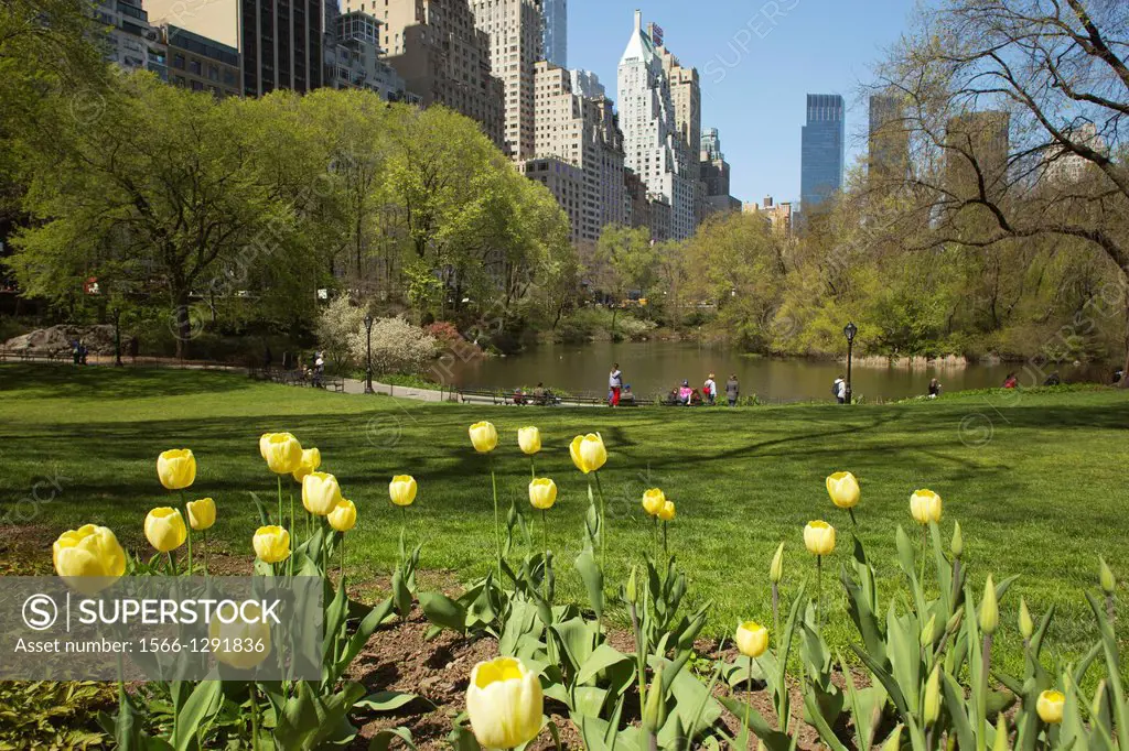 Yellow Tulips Springtime Blossoms Pond Central Park South Manhattan New York City Usa.