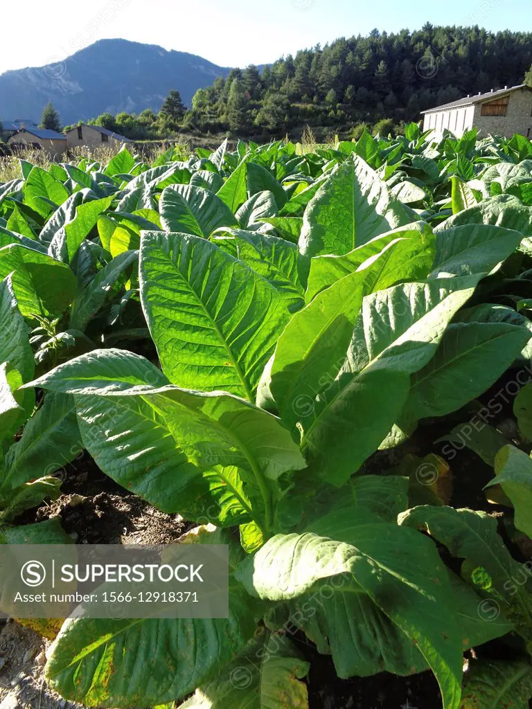 Tobacco plant, (Nicotiana tabacum) Andorra.