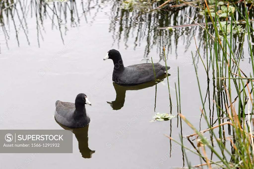 Florida, USA, Delray Beach Green Cay Nature Center, pair of American Coots (Fulica americana).