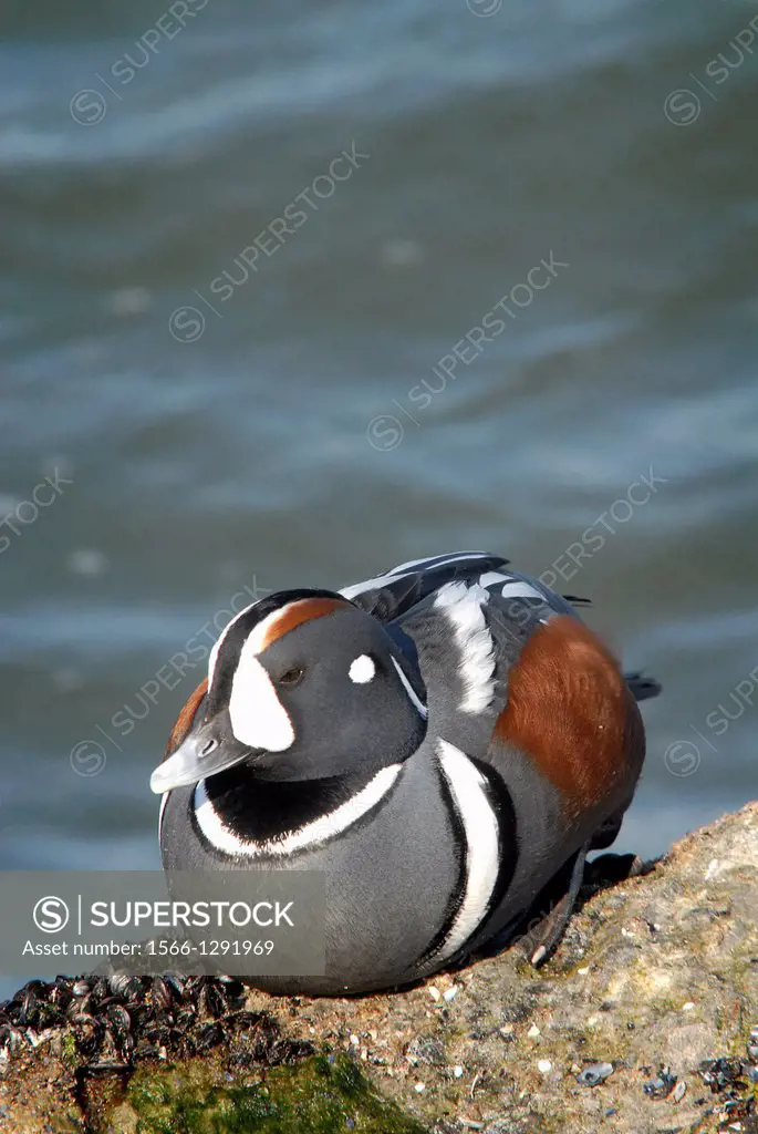 A harlequin duck, histrionicus histrionicus, basks in the sunlight on a rock, Barnegat Light, New Jersey, USA.