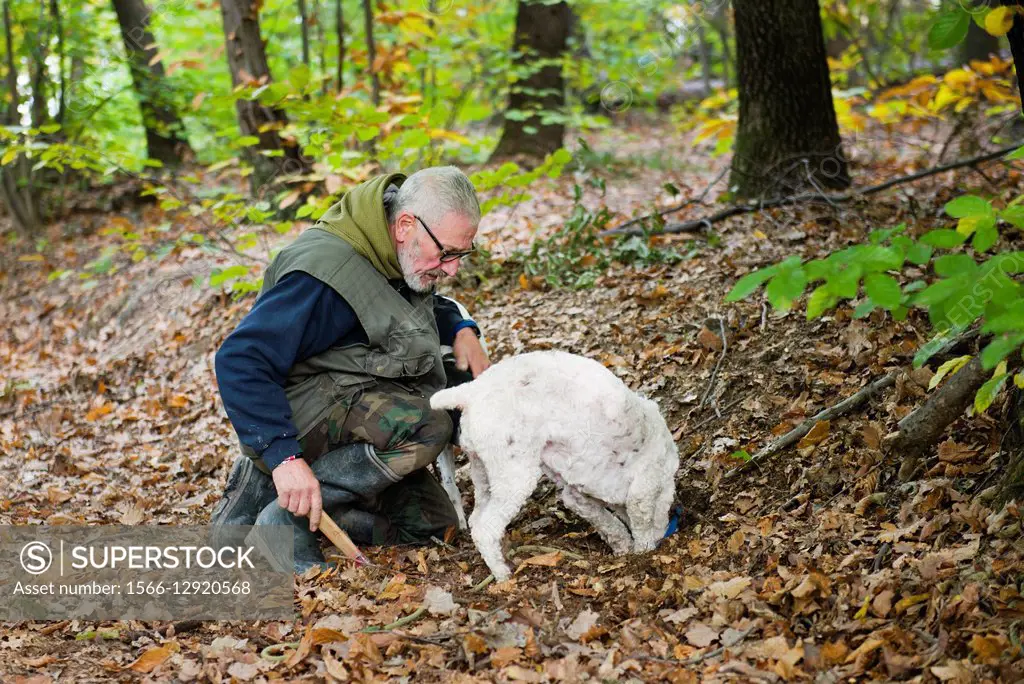 Senior man looking truffles in the woods with his dog.