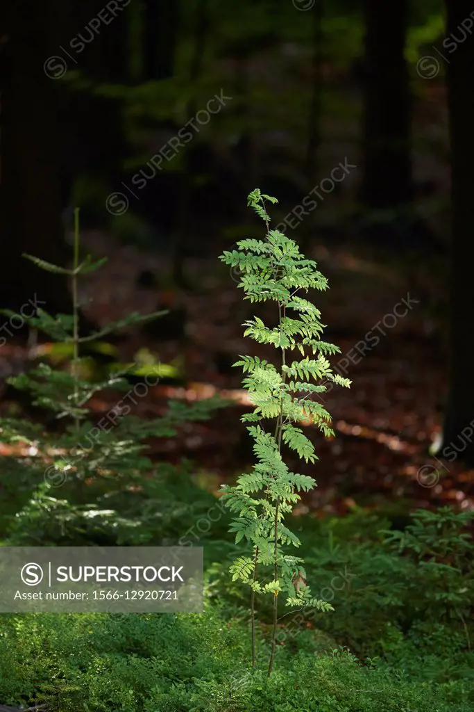 Rowan or mountain-ash (Sorbus aucuparia) in the bavarian forest.