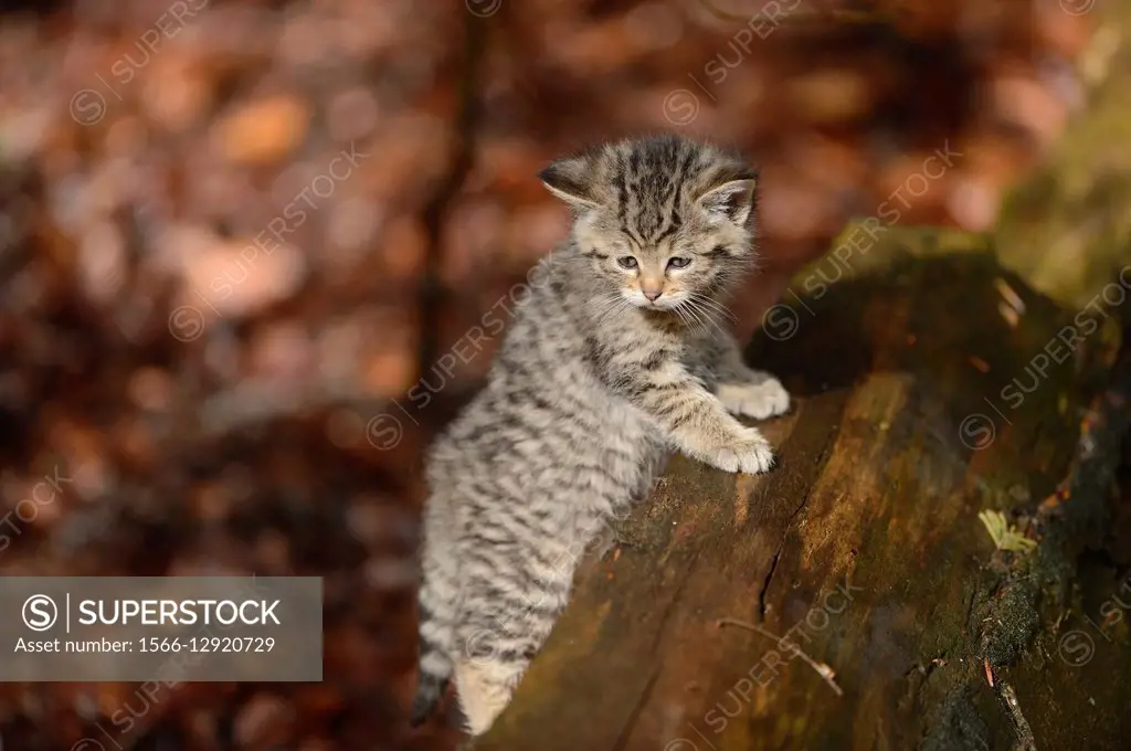 Close-up of a European wildcat (Felis silvestris silvestris) kitten in a forest in spring.