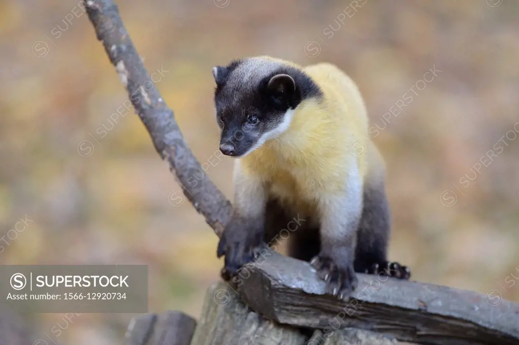 Close-up of a yellow-throated marten (Martes flavigula) in a forest in autumn.