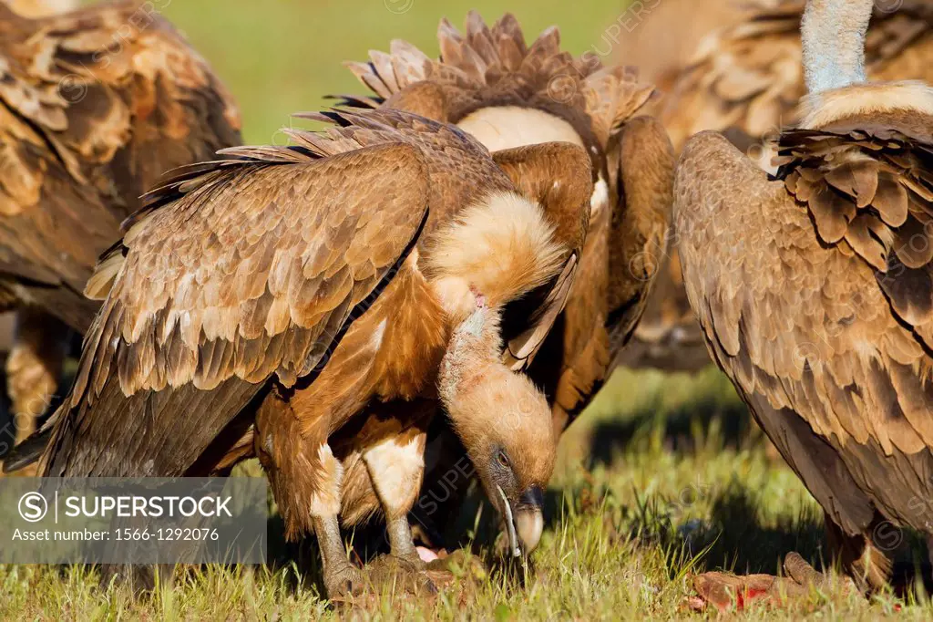 Group of griffon vultures (Gyps fulvus) perched on the ground and eating in Arribes del Duero Natural Park. Salamanca. Castilla y Leon. Spain.