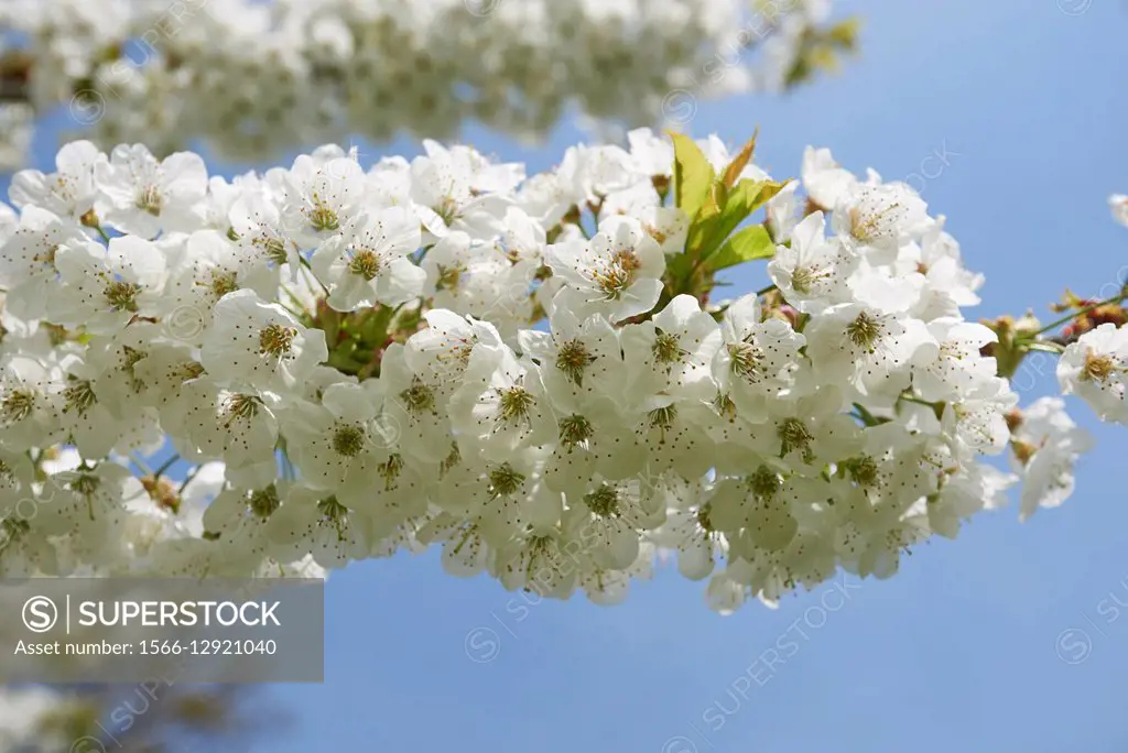 Close-up of sour cherry (Prunus cerasus) blossoms in spring, Germany