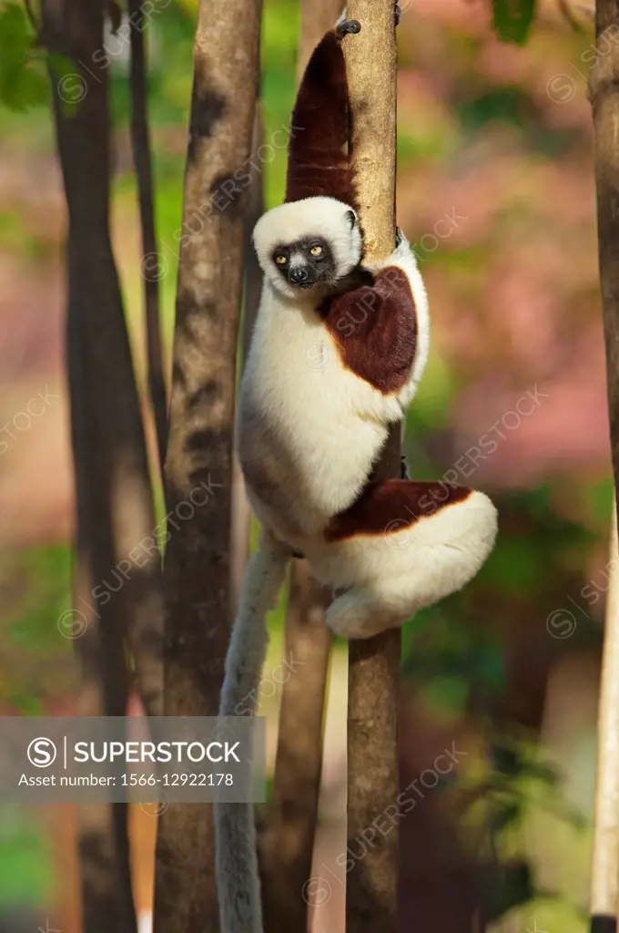 Coquerel´s sifaka Propithecus coquereli Ankarafantsika Madagascar