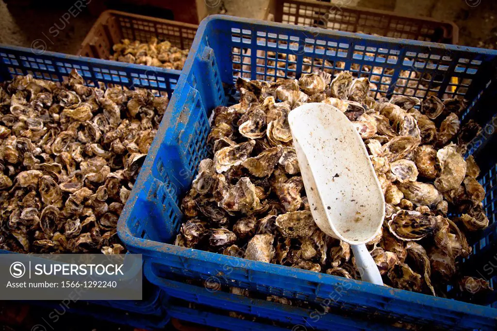 Production of oysters in Etang de Diane, the east coast of Corsica, France, Europe.