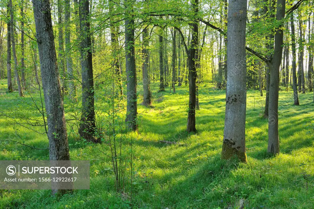 Forest in Spring, Renchen, Baden-Wurttemberg, Germany