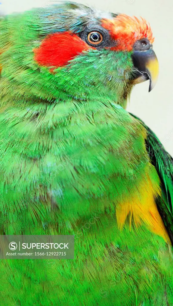 A green parrot closeup.