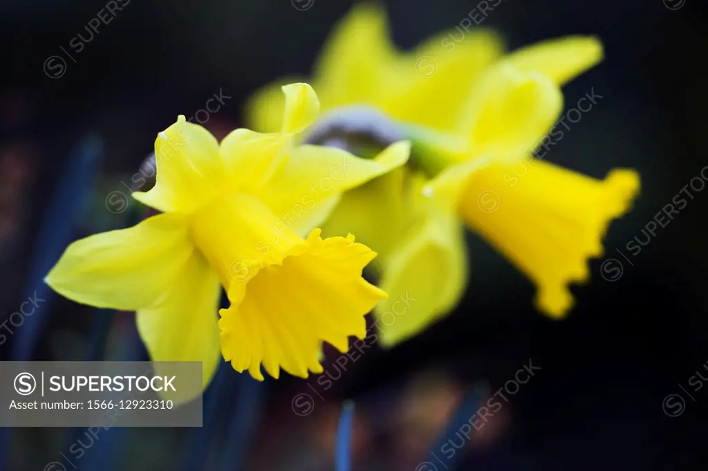 Spring flowering bulb Narcissus Daffodil close up