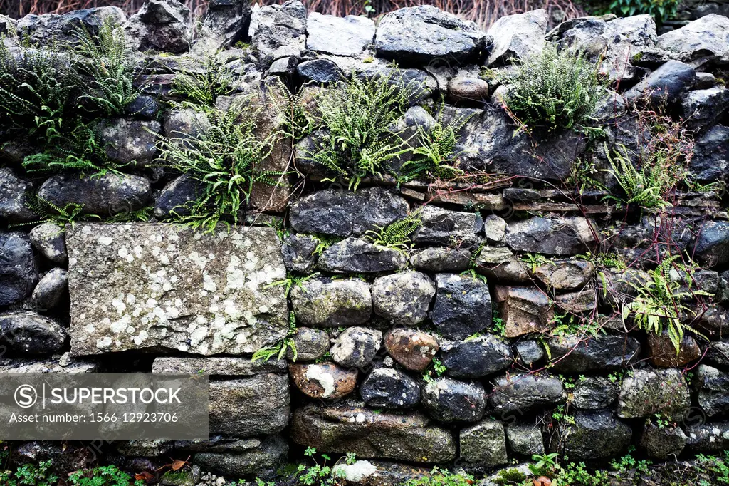 Closeup of a dry stone wall with ferns, in a rainy day. Arncliffe, Yorkshire Dales, North Yorkshire, England, UK