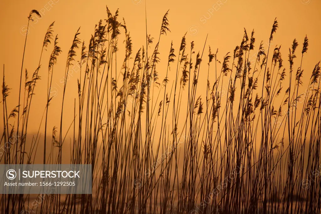 reed cutting in national park 'de Biesbosch' in holland.