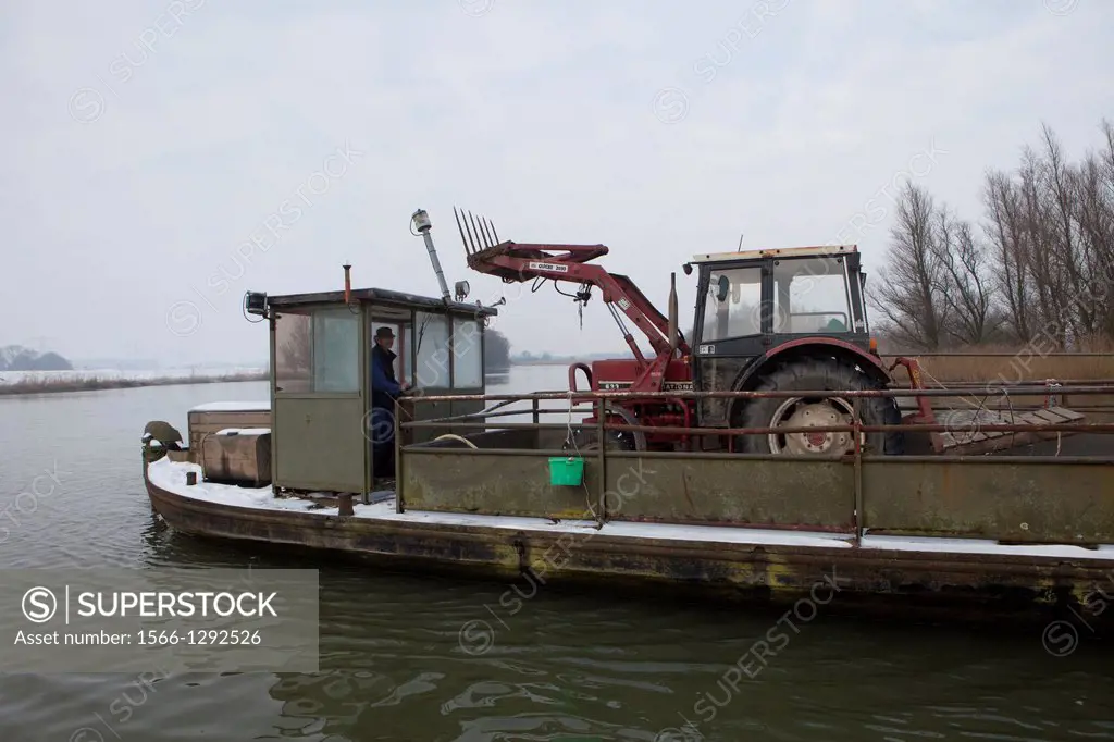 dutch farmers cross their cattle and equipment by ferry.