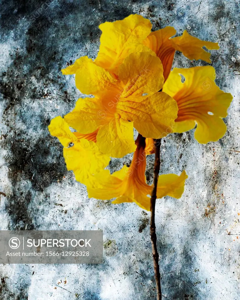 A yellow flower against a blue background.