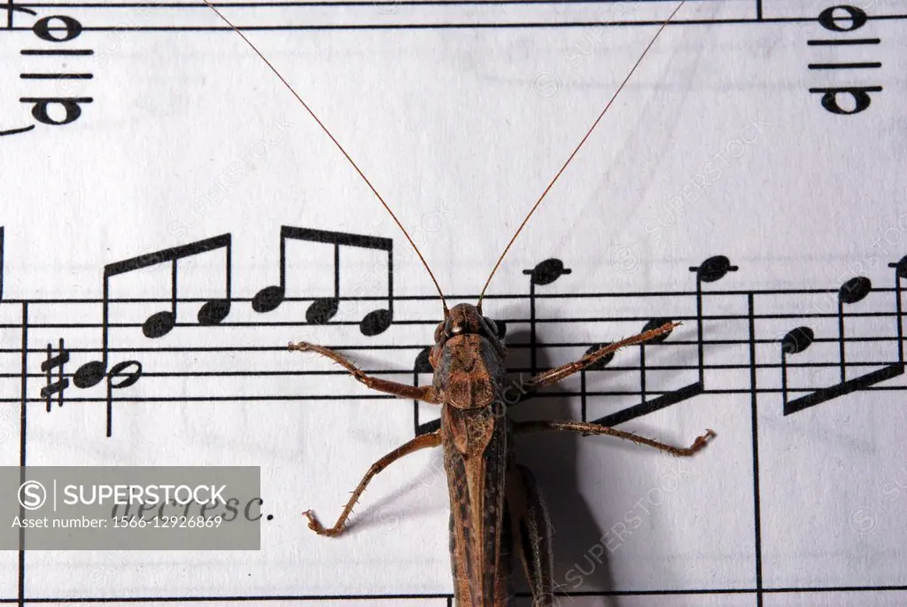 Locust on a music score von Beethoven